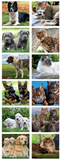 Calendario illustrato 2027 Slim Cani e Gatti