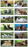 Calendario illustrato 2027 CANI E GATTI