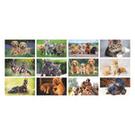 Calendario illustrato CANI E GATTI 2026