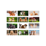 Calendario illustrato Cani e Gatti